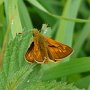 large skipper